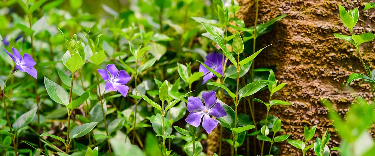 Vinca major